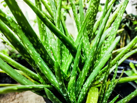 Aloe vera plant in the garden. Aloe vera is a genus of herbaceous flowering plants.の写真素材