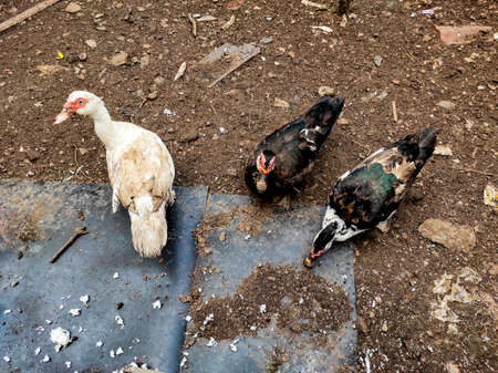 Gecko duckの写真素材