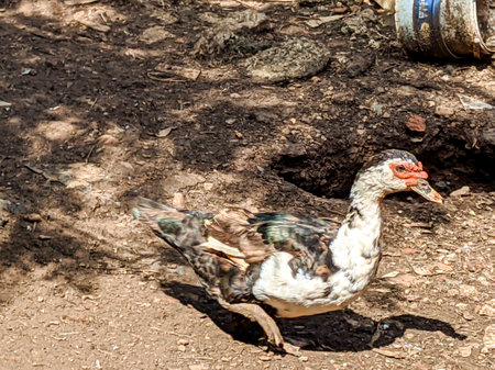 Duck on the ground in the park. Close-up.の写真素材