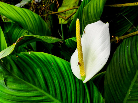White Spathiphyllum flower in tropical rainforest.の写真素材