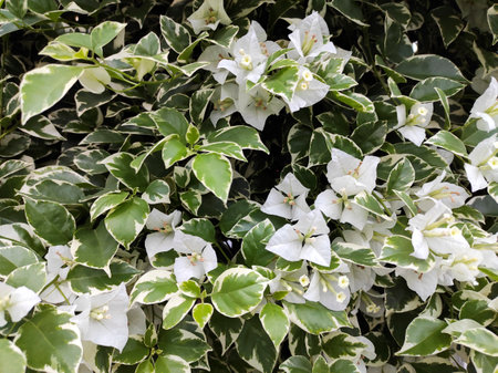 White bougainvillea flowers in the garden. High quality photoの写真素材