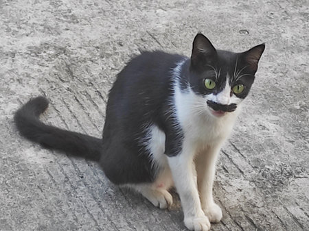 Black and white cat with green eyes sitting on the concrete floor.の写真素材