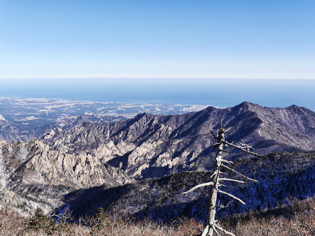 The old tree on the peak. South Koreaの写真素材
