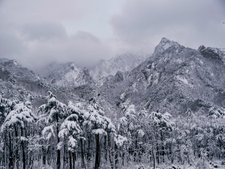 Pine forest under the snow and big mountains on the background. Seoraksan National Park, South Korea. Winter 2018の写真素材