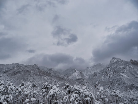 Pine forest under the snow and big mountains on the background. Seoraksan National Park, South Korea. Winter 2018の写真素材