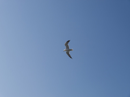 Seagull in flight and blue sky on bakgroundの写真素材