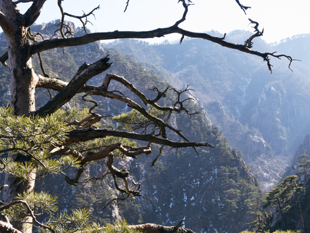 Mountain pine tree on the peak of Seoraksan mountainsの写真素材