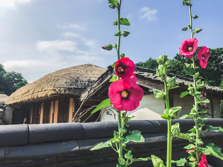 Red flowers in the traditional korean village. South Koreaの写真素材