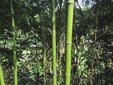 Green bamboo in the grove, South Koreaの写真素材