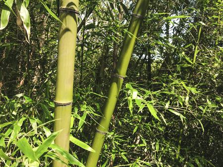 Green bamboo in the grove, South Koreaの写真素材