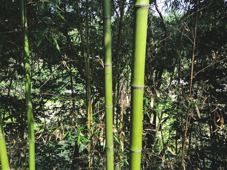Green bamboo grove, South Koreaの写真素材