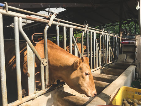 The cow pulled the head out of the pen and eats potatoの写真素材