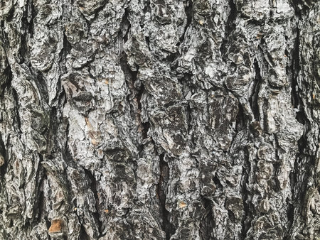 Texture. Tree bark close up