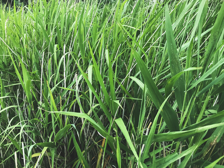 Green thickets of reeds on the lakeの写真素材