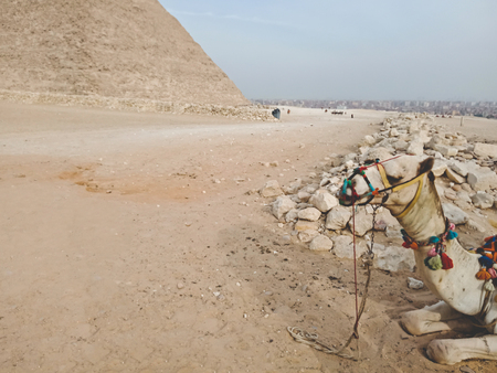 A camel near Great Pyramid at Giza, Egyptの写真素材