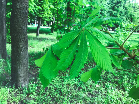Green chestunt leaves in the park of Kharkov city, Ukraineの写真素材