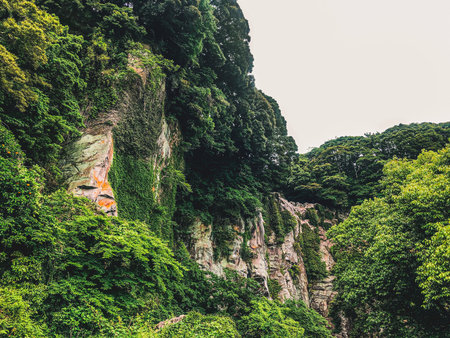 Green mountain forest with palm trees on Jeju Island, South Korea.の写真素材