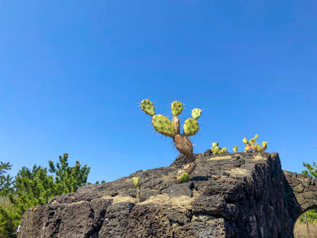 Cactus on a stone and the blue sky on a background. Jeju island, South Korea.の写真素材