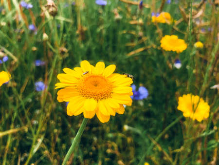 The yellow camomile. Close-up.の写真素材