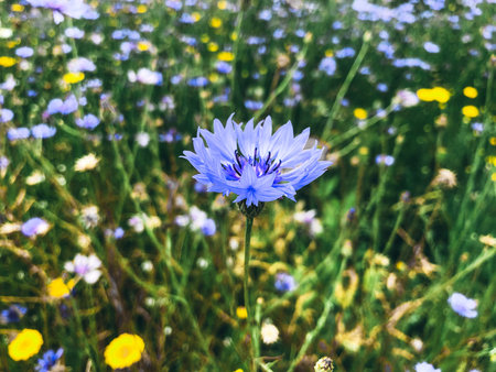 The blue flower. Close-up