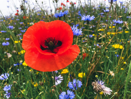 The red poppy. Close-up