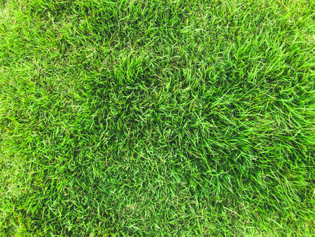 Green grass. View from above. Background textureの写真素材