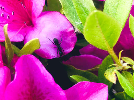 Ant in pink flower Azalea in a garden. close-upの写真素材