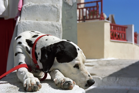 Dalmatian dog is basking in the morning sun, Oia village, Santorini island, Greece.の写真素材