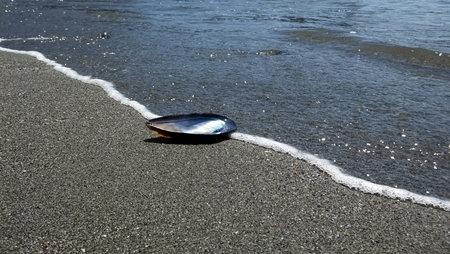 Abalone shell on beachの写真素材