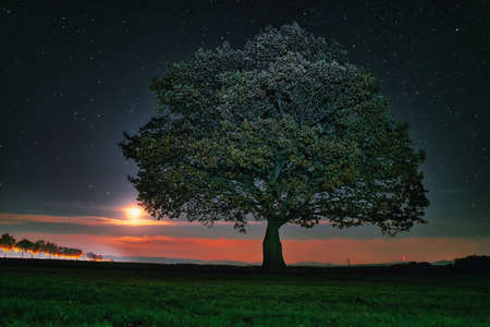 lonely tree in the night with the rising moon and an illuminated street in the backgroundの写真素材