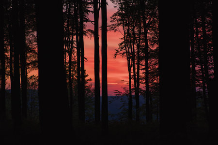Red Sunset with Forest silhouettedの写真素材