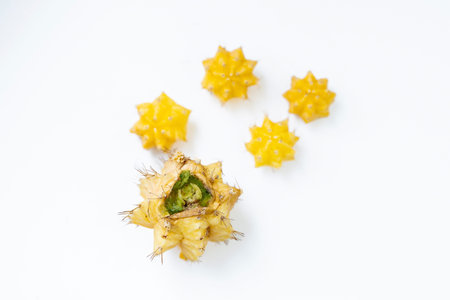 A yellow Gymnocalycium grows on a common green cactus, the Hylocereus. The Hylocereus dies, rots,...