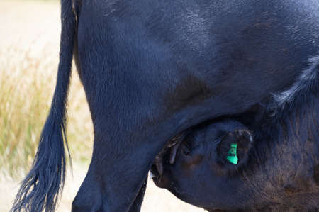 A calf has two teats over its face while it drinks from the other twoの写真素材