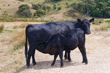 A calf drinks milk from its mother while standing in a paddockの写真素材