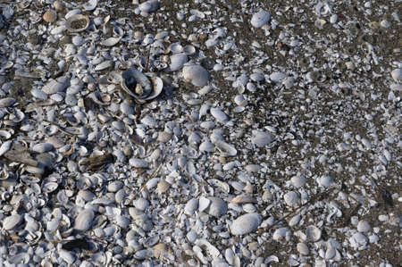White mussel shells and sea shells on a sandy beachの写真素材