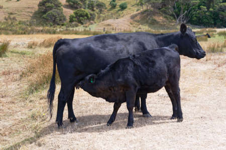 A black calf is standing drinking from its mother's udderの写真素材