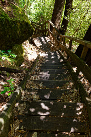 Wooden steps lead down a steep section on a forest trackの写真素材