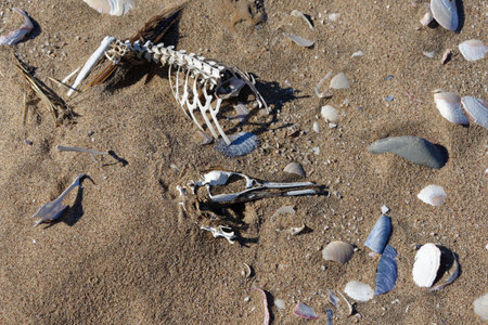 All that remains, a bird skeleton is half buried in the sand