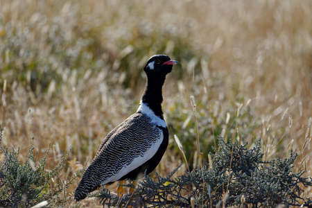 The male Northern Black Korhaan looking out over the savanna.の写真素材