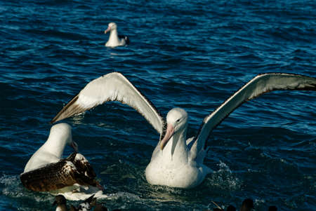 An albatross floating on the sea with its wings outの写真素材