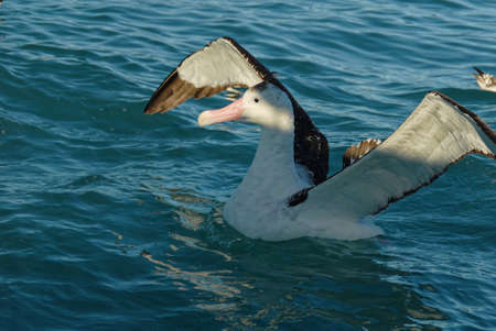 A great albatross (probably a Gibsons) has just landed on the ocean surface, its wings are still bent.の写真素材