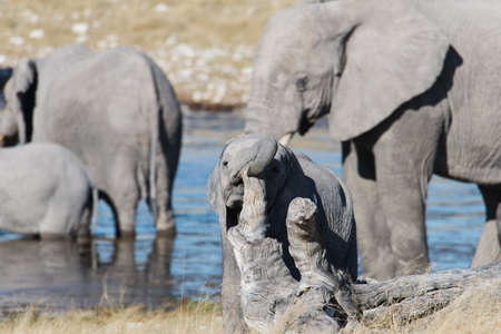 Baby elephant playing with dead tree trunk, adult elephants in the backgroundの写真素材