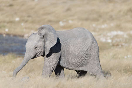 A baby elephant runs with its trunk extendedの写真素材