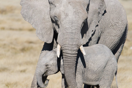 A mother elephant has her trunk protectively over her baby
