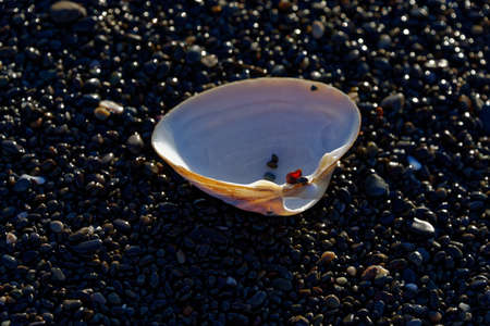 A red stone caught in the hinge of a sea shellの写真素材