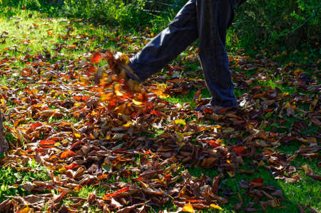 Colourful Autumn leaves being kicked showing motionの写真素材