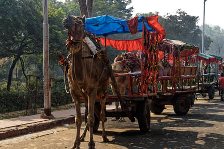 A tourist attraction in India, camels are used to pull carts of tourist to see the sights.の写真素材