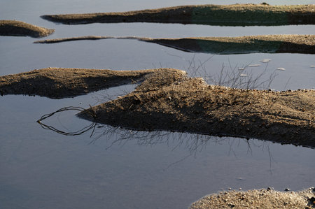 Reeds stick out of the sand while the tide is out in an estuary