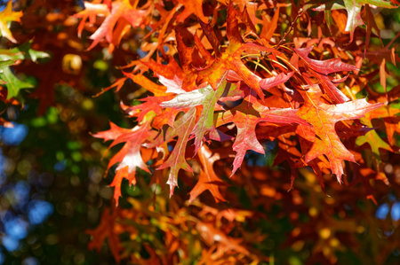 Bright orange autumn leaves hang on a branch