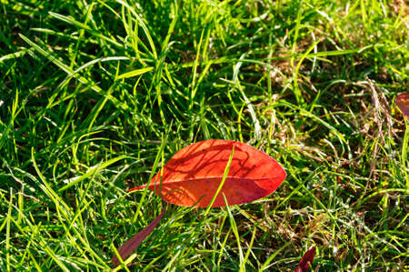 An autumn leaf, a vibrant orange is sits back-lit by the sun, on the grassの写真素材